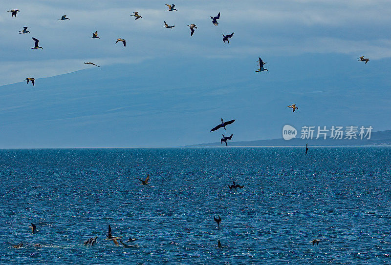 蓝脚鲣鸟(Sula nebouxii)是一种海鸟，原产于东太平洋的亚热带和热带地区。潜水捕鱼。厄瓜多尔;加拉帕戈斯群岛;加拉帕戈斯群岛国家公园。Punta Mureno，伊莎贝拉岛。Albemarle岛。